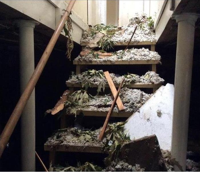 Plants and debris in the stairs of a home