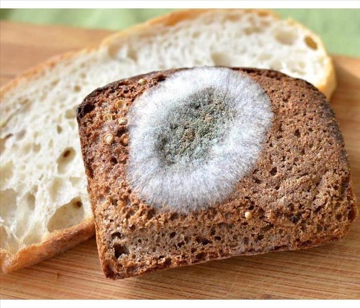 White fuzzy mold growth on bread