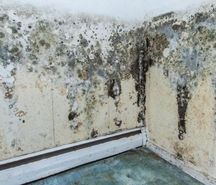 A room with heavy mold damage on the walls