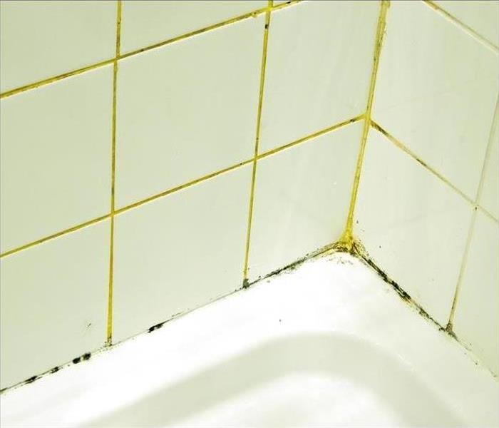 Black mold growth on bathroom tile
